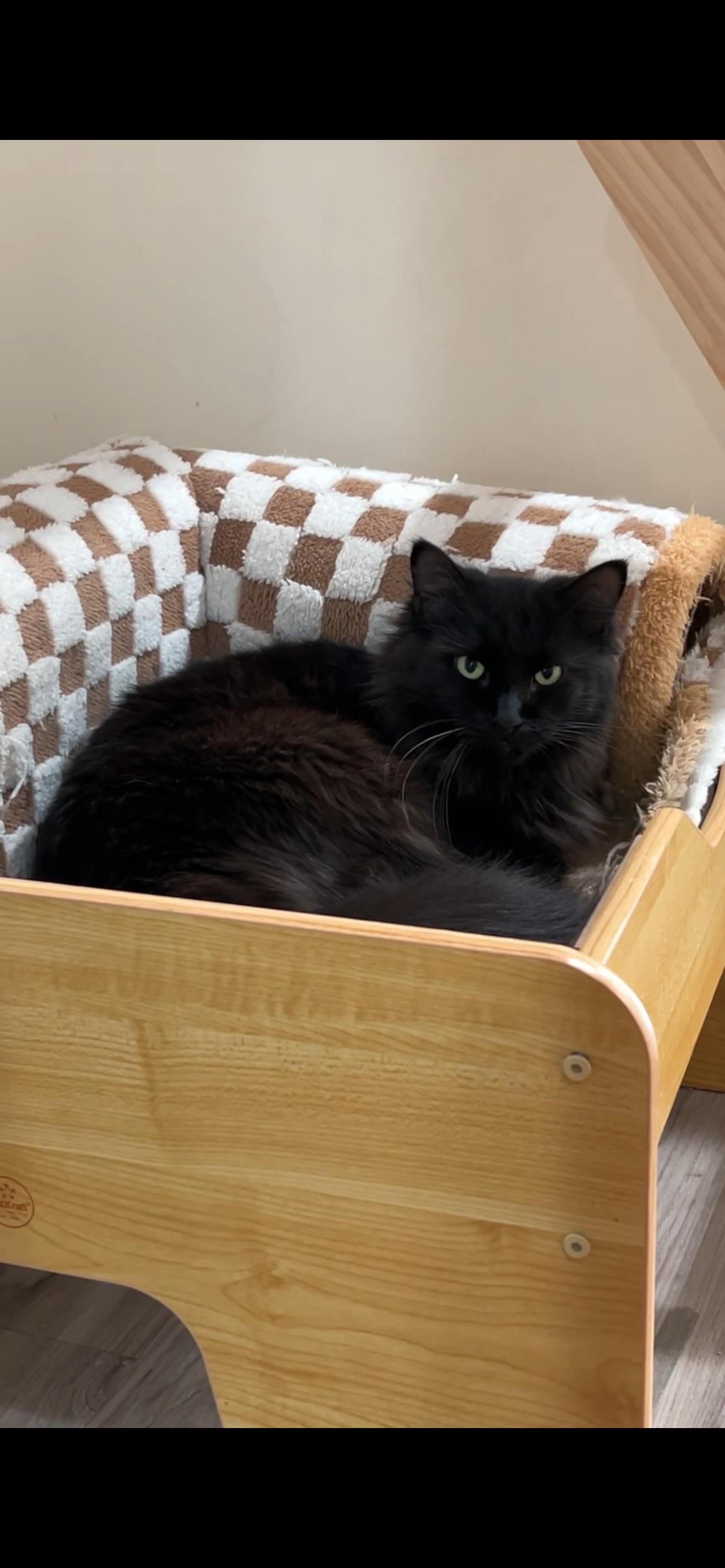 Enlarge Violet, an adopted Domestic Short Hair in South Ozone Park, NY image 2/3