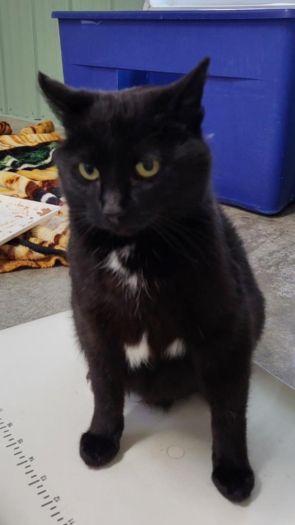 Sable, Adoptable, Adult Female Domestic Short Hair.