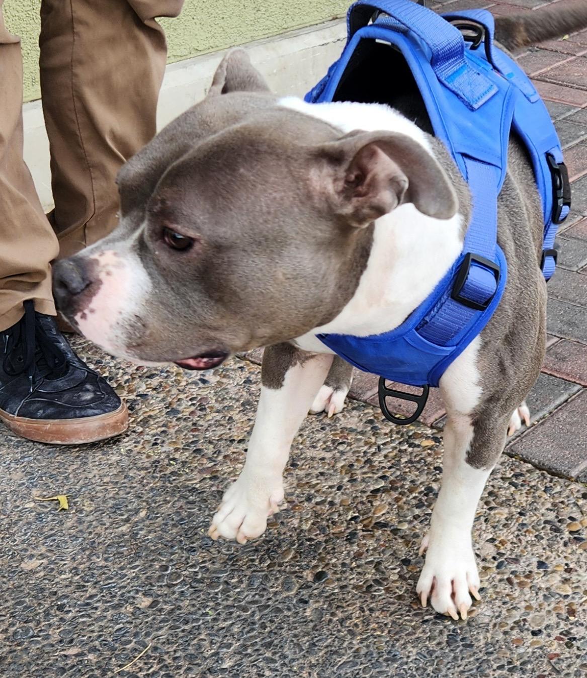 SWEETIE, a Adoptable mixed breed in Las Vegas, NV image 4/6