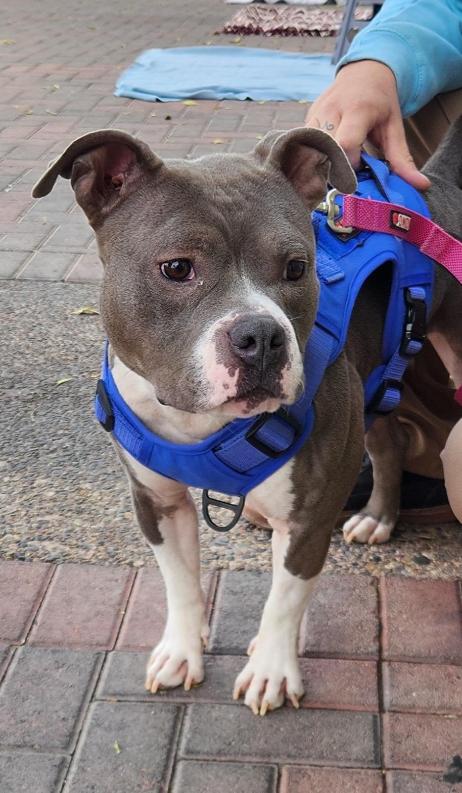 SWEETIE, a Adoptable mixed breed in Las Vegas, NV image 2/6