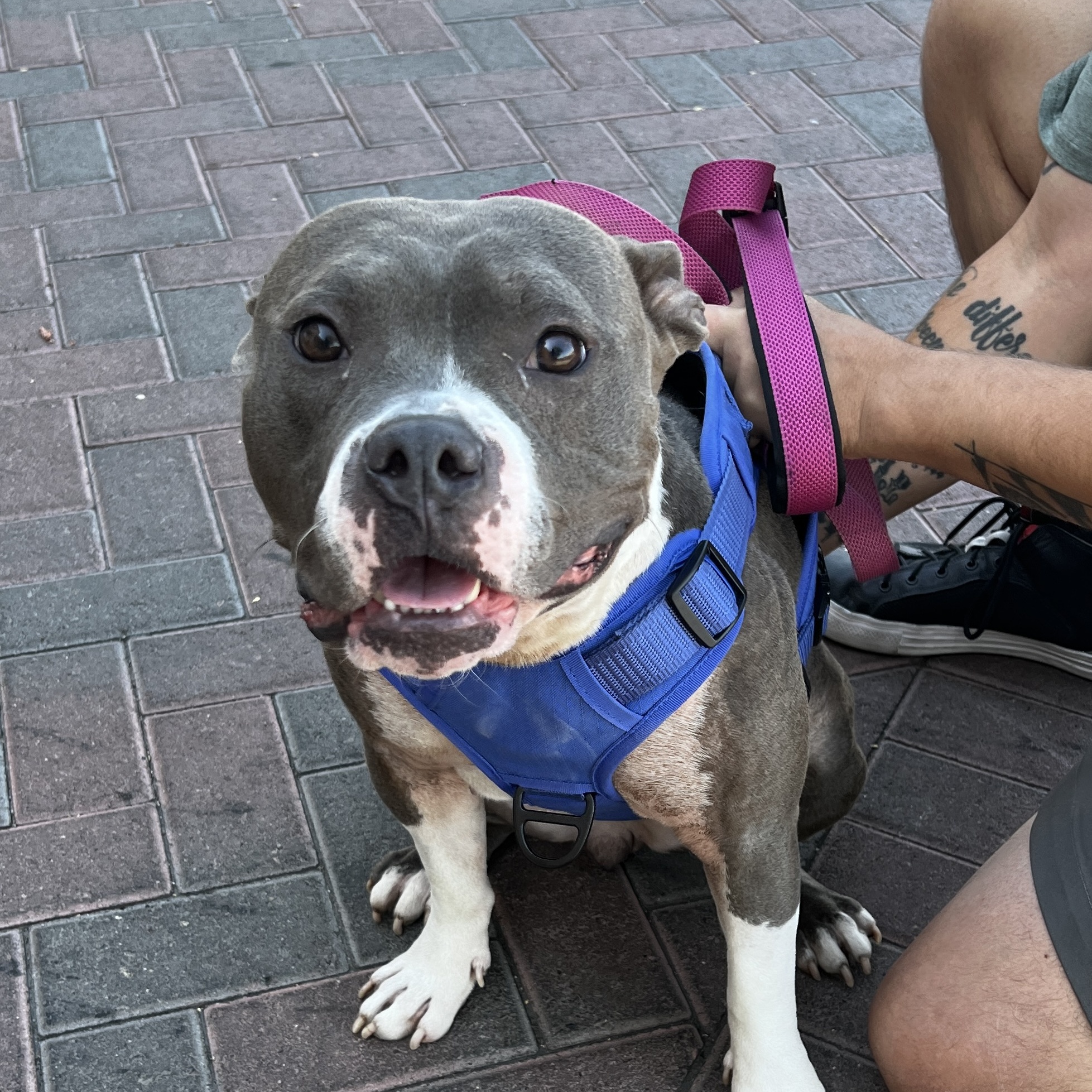 SWEETIE, a Adoptable mixed breed in Las Vegas, NV image 1/6