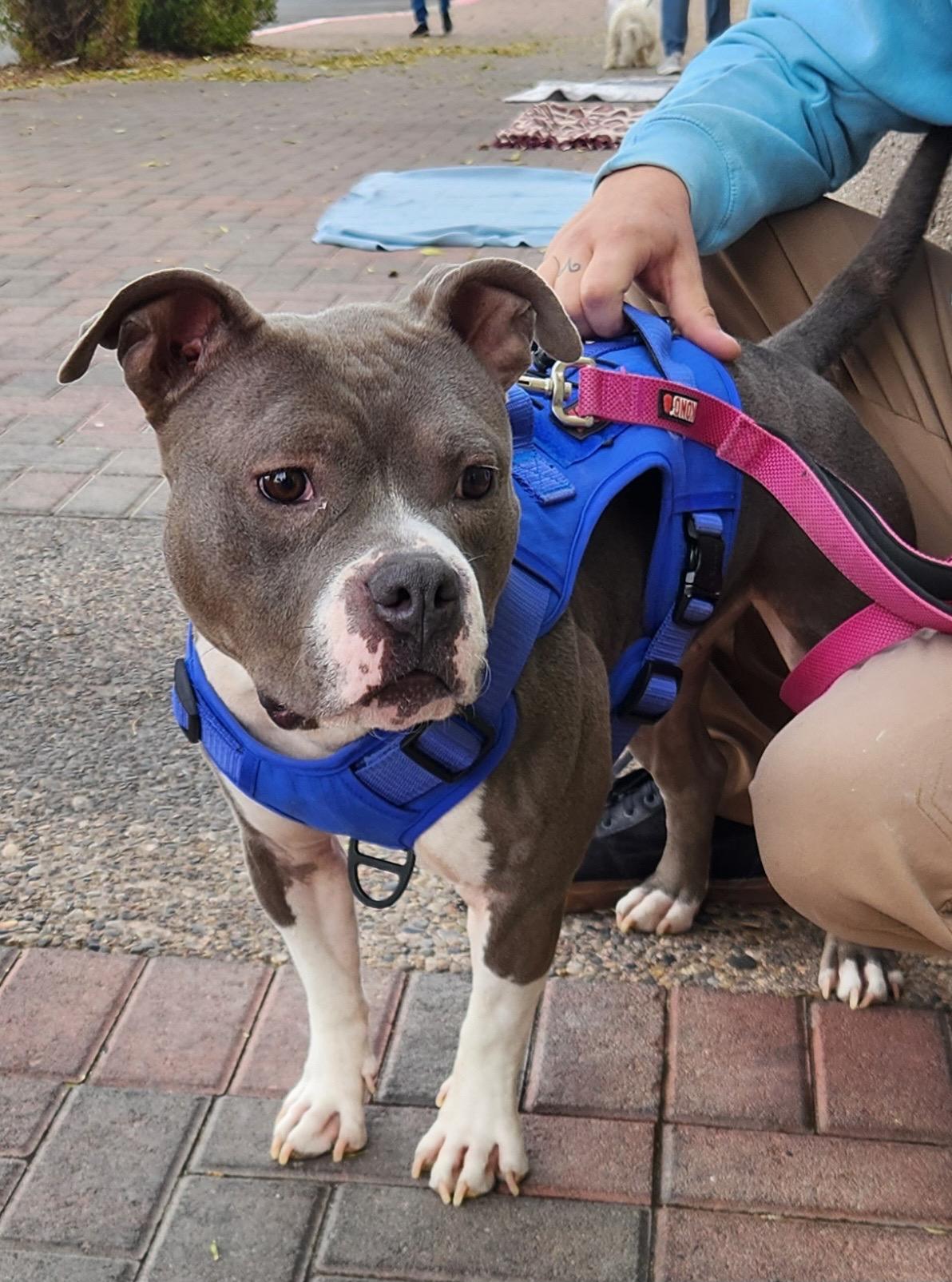 SWEETIE, a Adoptable mixed breed in Las Vegas, NV image 5/6