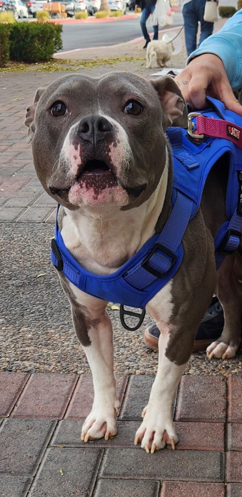 SWEETIE, a Adoptable mixed breed in Las Vegas, NV image 6/6
