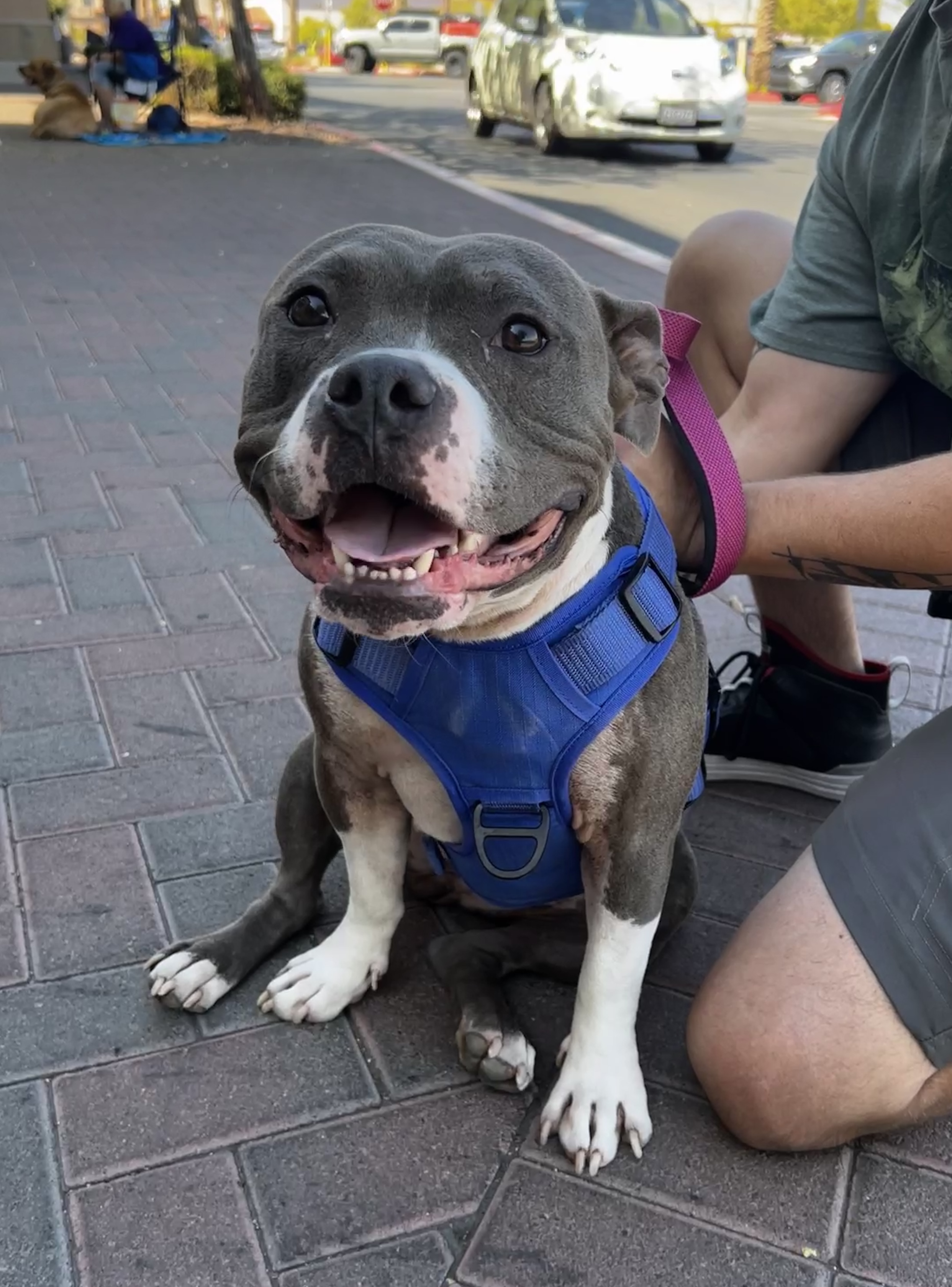 SWEETIE, a Adoptable mixed breed in Las Vegas, NV image 3/6