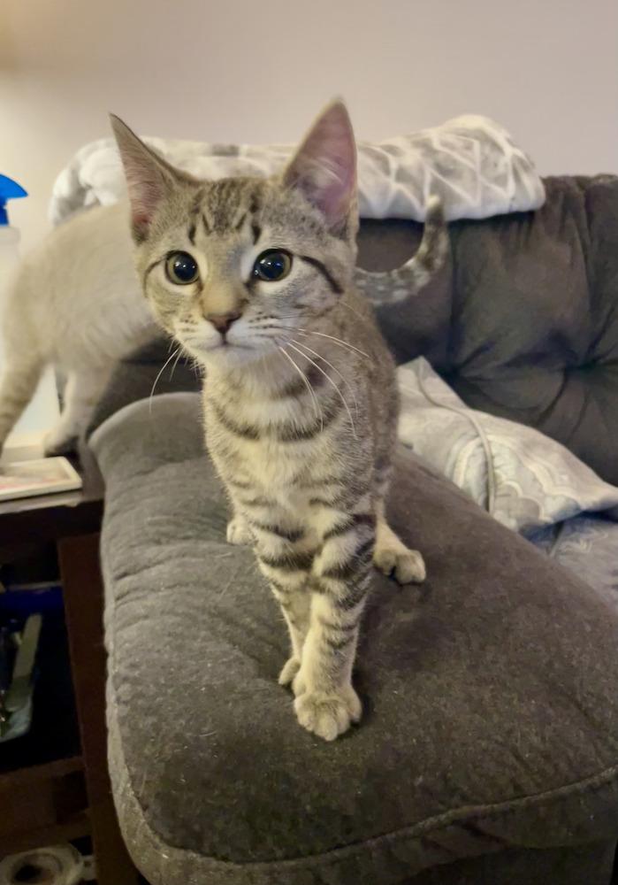 Doug, Adoptable, Kitten Male Domestic Short Hair.