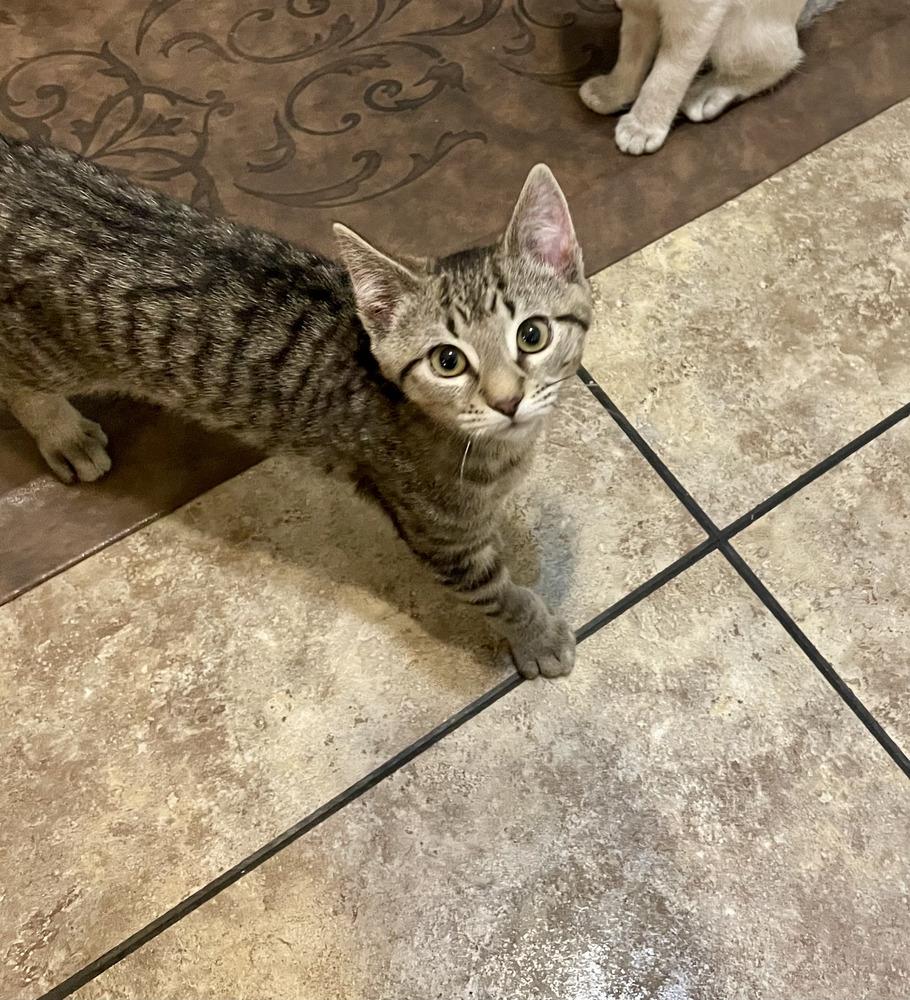 Enlarge Doug, a Adoptable mixed breed in East Greenville, PA image 2/4