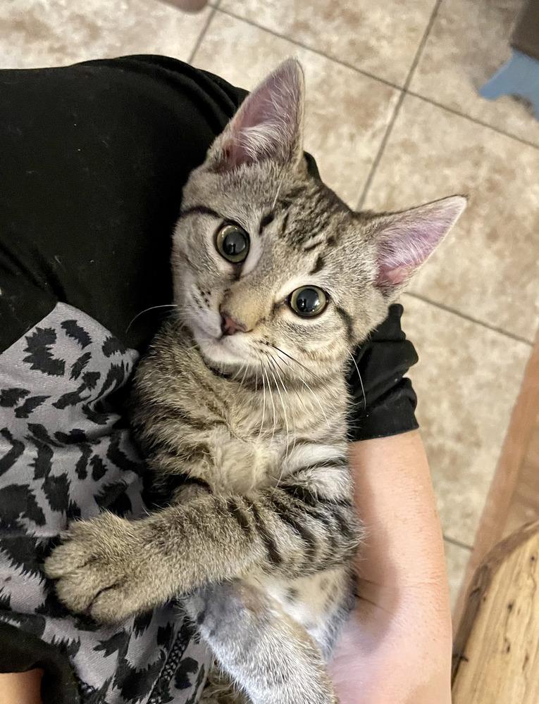 Enlarge Doug, a Adoptable mixed breed in East Greenville, PA image 3/4