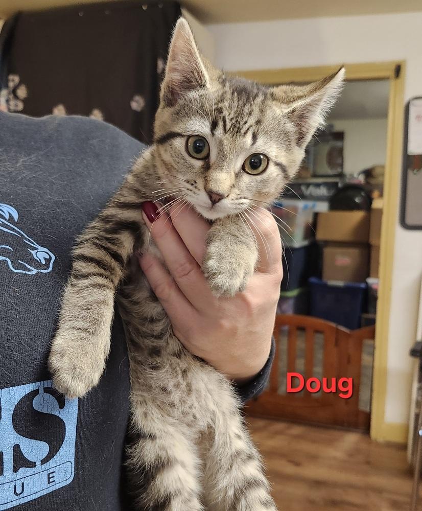 Enlarge Doug, a Adoptable mixed breed in East Greenville, PA image 4/4