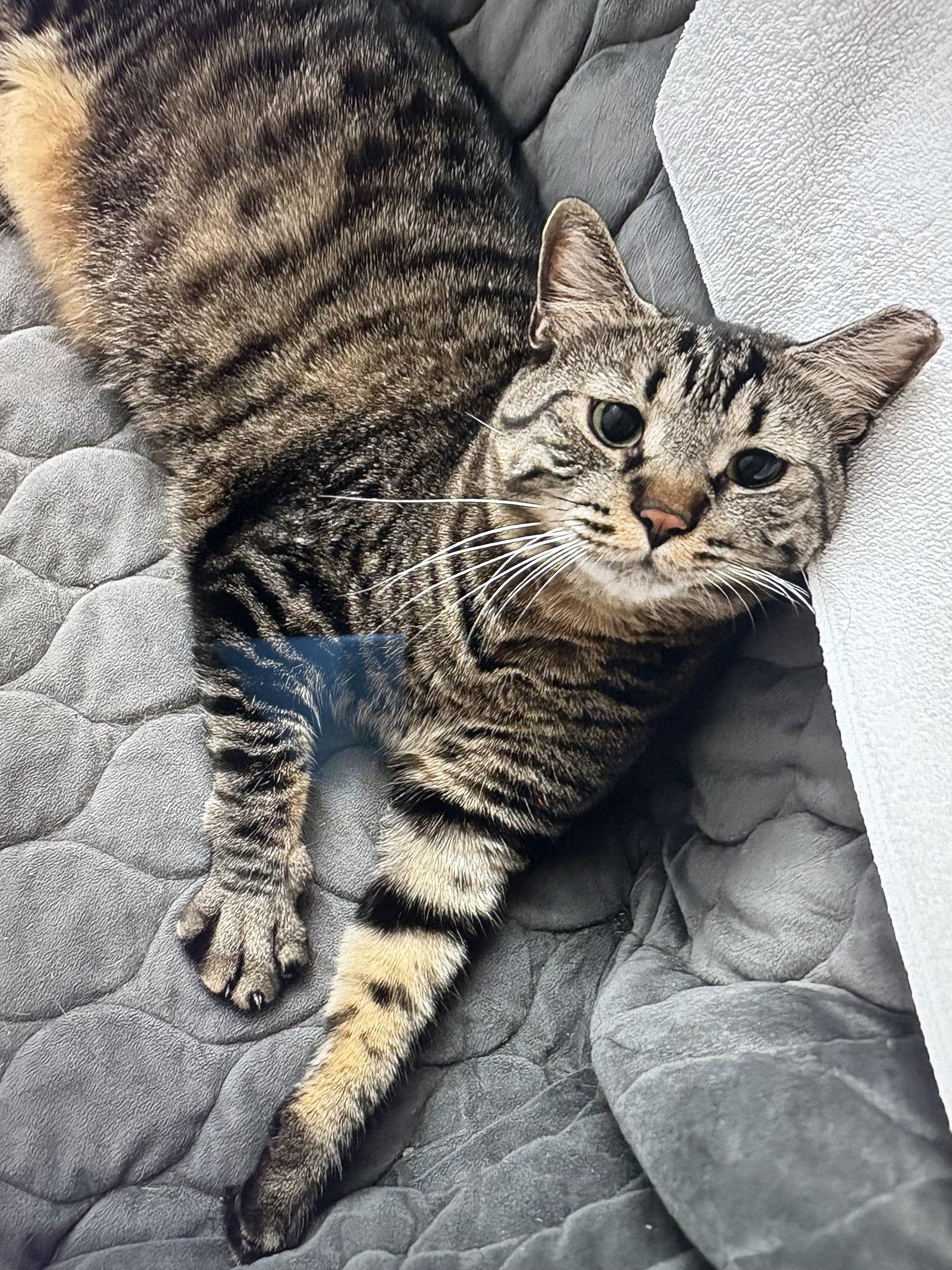 Timothy, Adoptable, Adult Male Domestic Short Hair & Tabby.