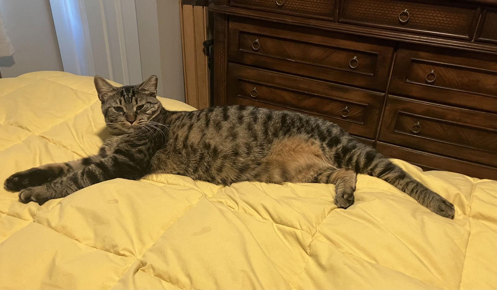 Enlarge Timothy, a Adoptable mixed breed in West Palm Beach, FL image 3/3