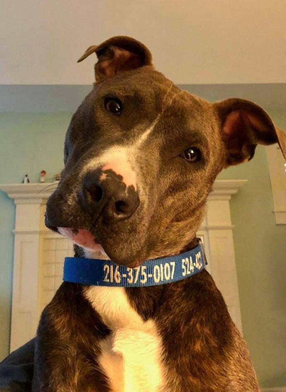 Enlarge Skye, a Adoptable American Staffordshire Terrier in Oberlin, OH image 1/6