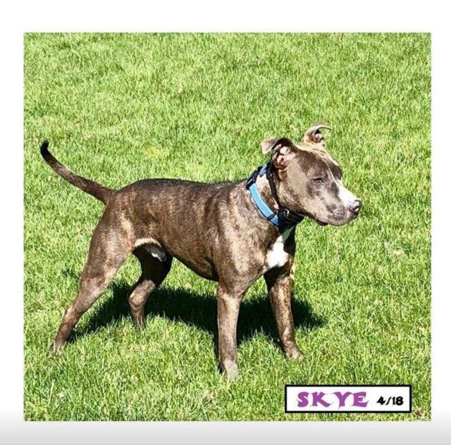 Enlarge Skye, a Adoptable American Staffordshire Terrier in Oberlin, OH image 2/6