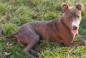 Enlarge Skye, a Adoptable American Staffordshire Terrier in Oberlin, OH image 4/6