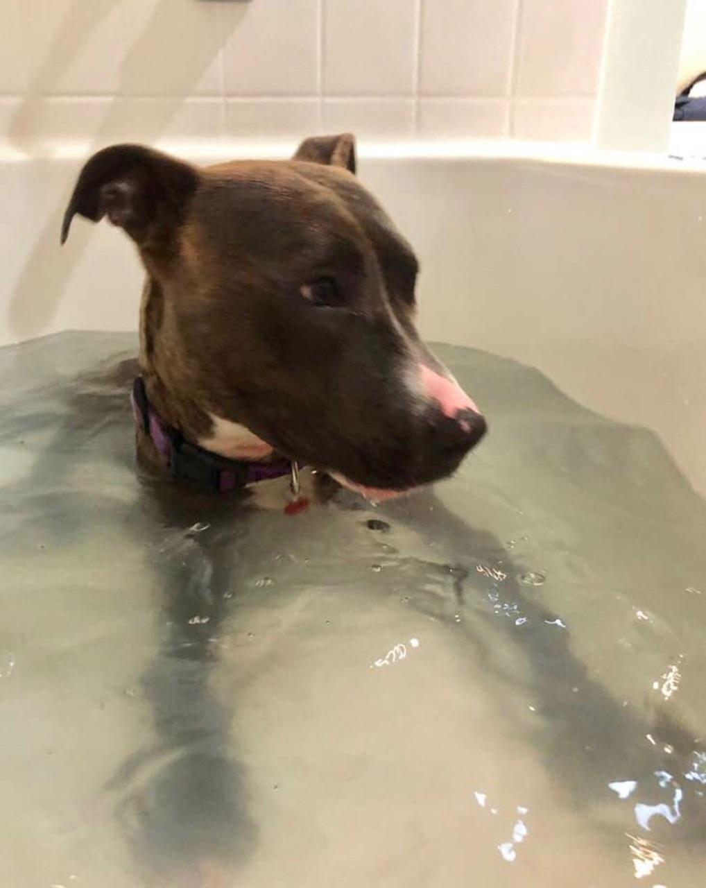 Enlarge Skye, a Adoptable American Staffordshire Terrier in Oberlin, OH image 5/6