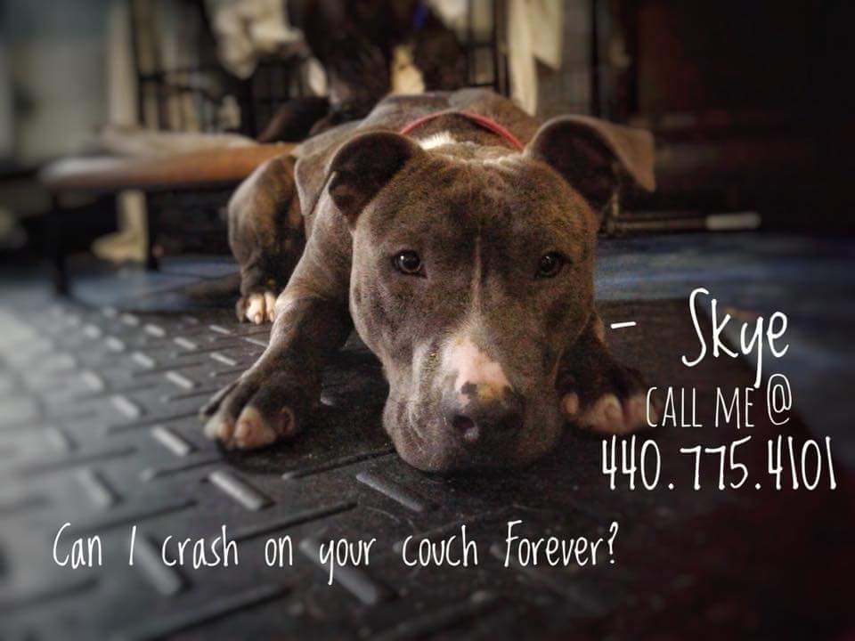 Enlarge Skye, a Adoptable American Staffordshire Terrier in Oberlin, OH image 6/6