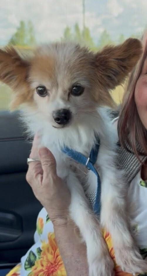Enlarge Bentley, a Adoptable Papillon in Melbourne Beach, FL image 1/3