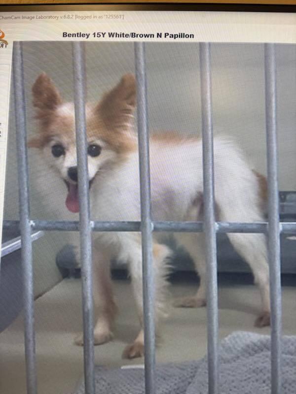 Enlarge Bentley, a Adoptable Papillon in Melbourne Beach, FL image 2/3