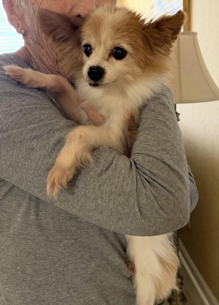 Enlarge Bentley, a Adoptable Papillon in Melbourne Beach, FL image 3/3