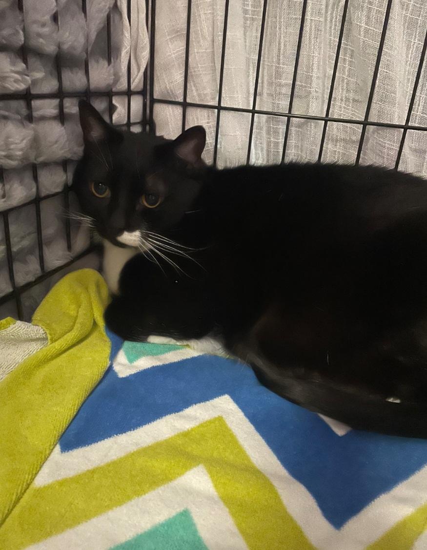 Enlarge RAJA(declawed), a ADOPTABLE Tuxedo in Billings, MT image 1/1