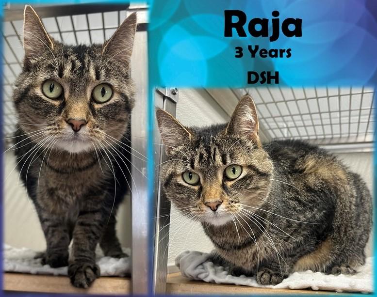 Raja