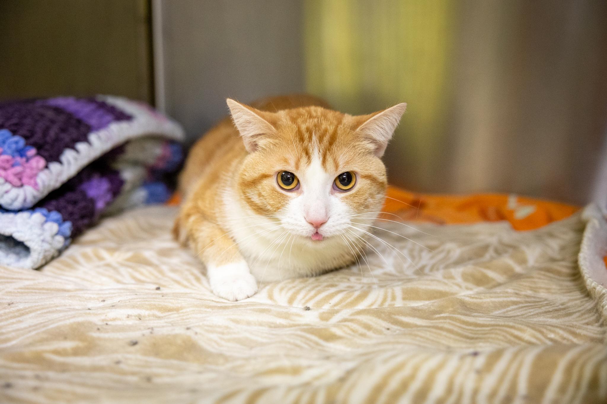 Enlarge Tofu, a Adoptable Domestic Short Hair in Hamilton, ON image 3/5