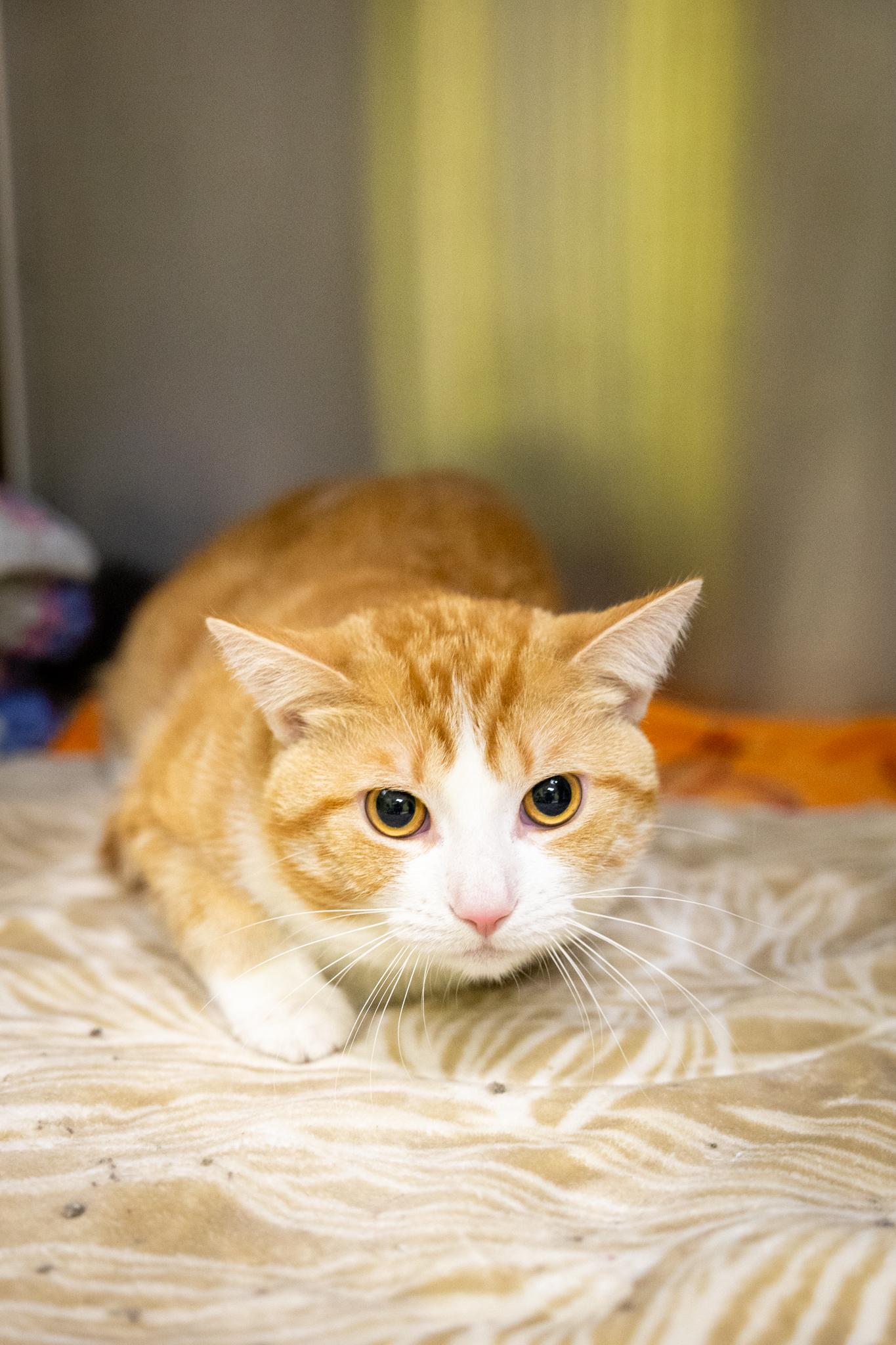 Enlarge Tofu, a Adoptable Domestic Short Hair in Hamilton, ON image 5/5