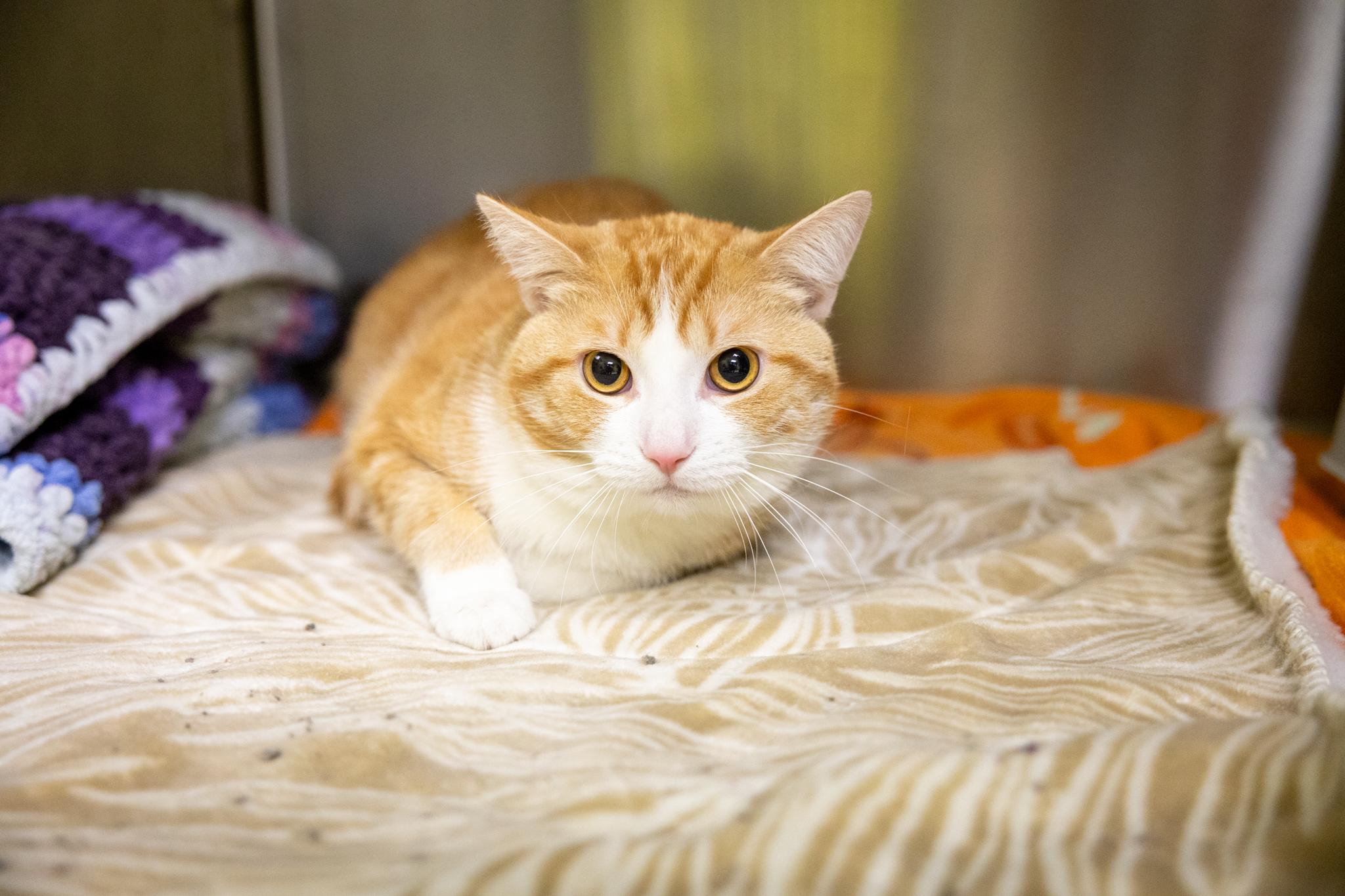 Tofu, Adoptable, Adult Male Domestic Short Hair.