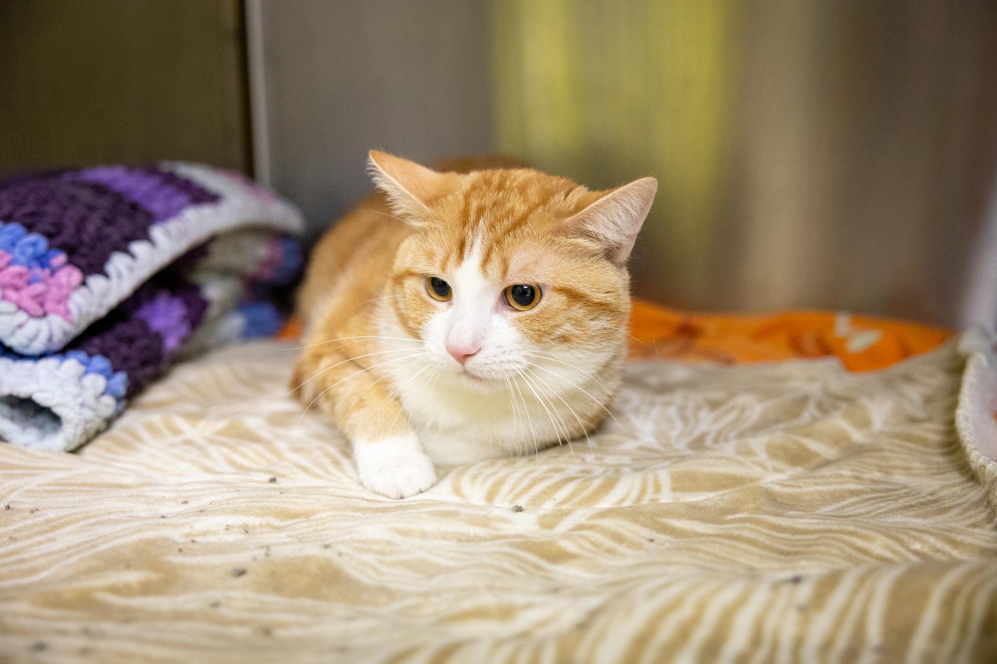 Enlarge Tofu, a Adoptable Domestic Short Hair in Hamilton, ON image 2/5