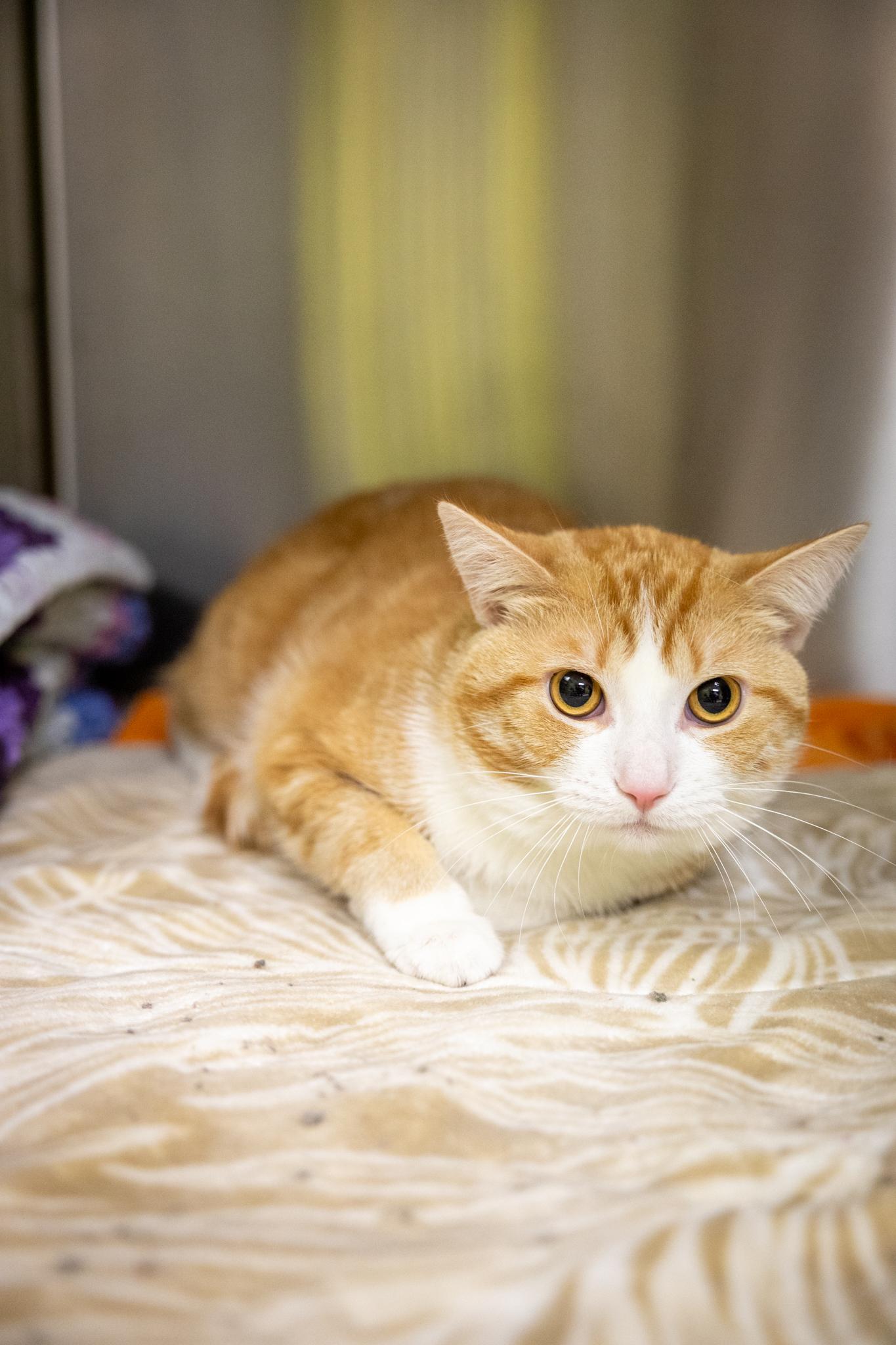 Enlarge Tofu, a Adoptable Domestic Short Hair in Hamilton, ON image 4/5