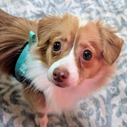 Pippi, Adopted, Young Female Chihuahua & Pomeranian.