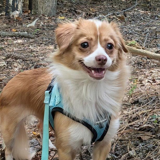 Enlarge Pippi, a Adopted mixed breed in Pittsboro, NC image 3/3