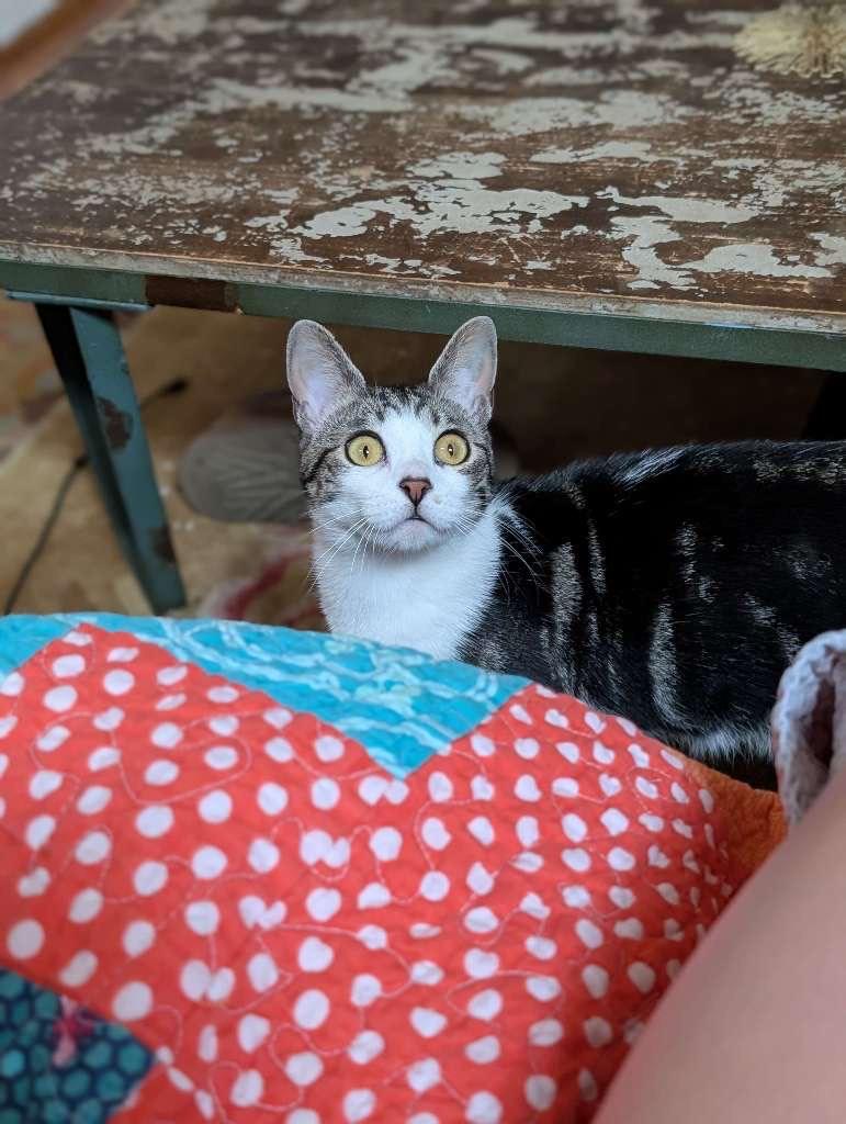 Sulli, Adoptable, Young Female Domestic Short Hair & Tabby.