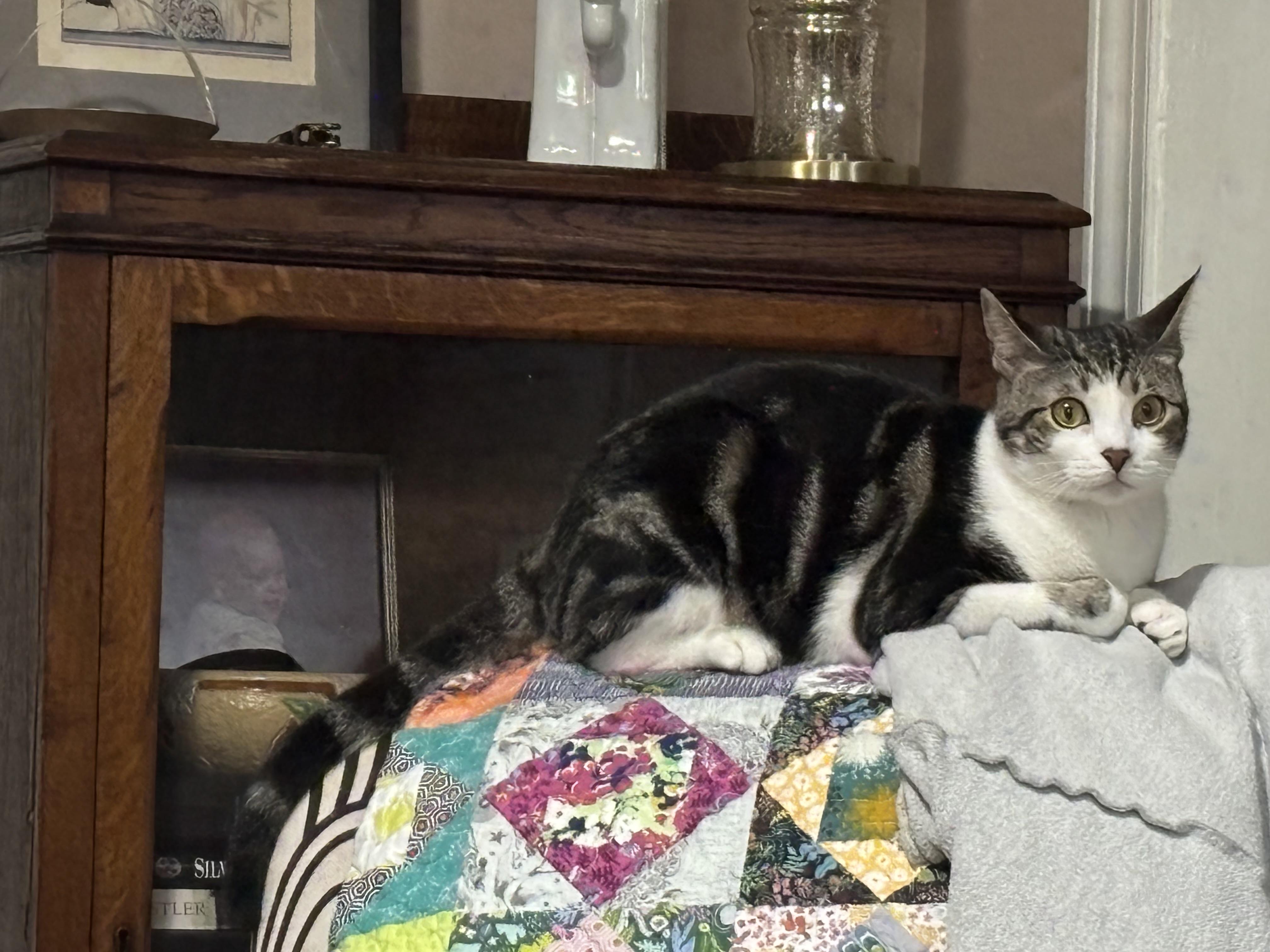 Sulli, a Adoptable mixed breed in Philadelphia, PA image 2/6