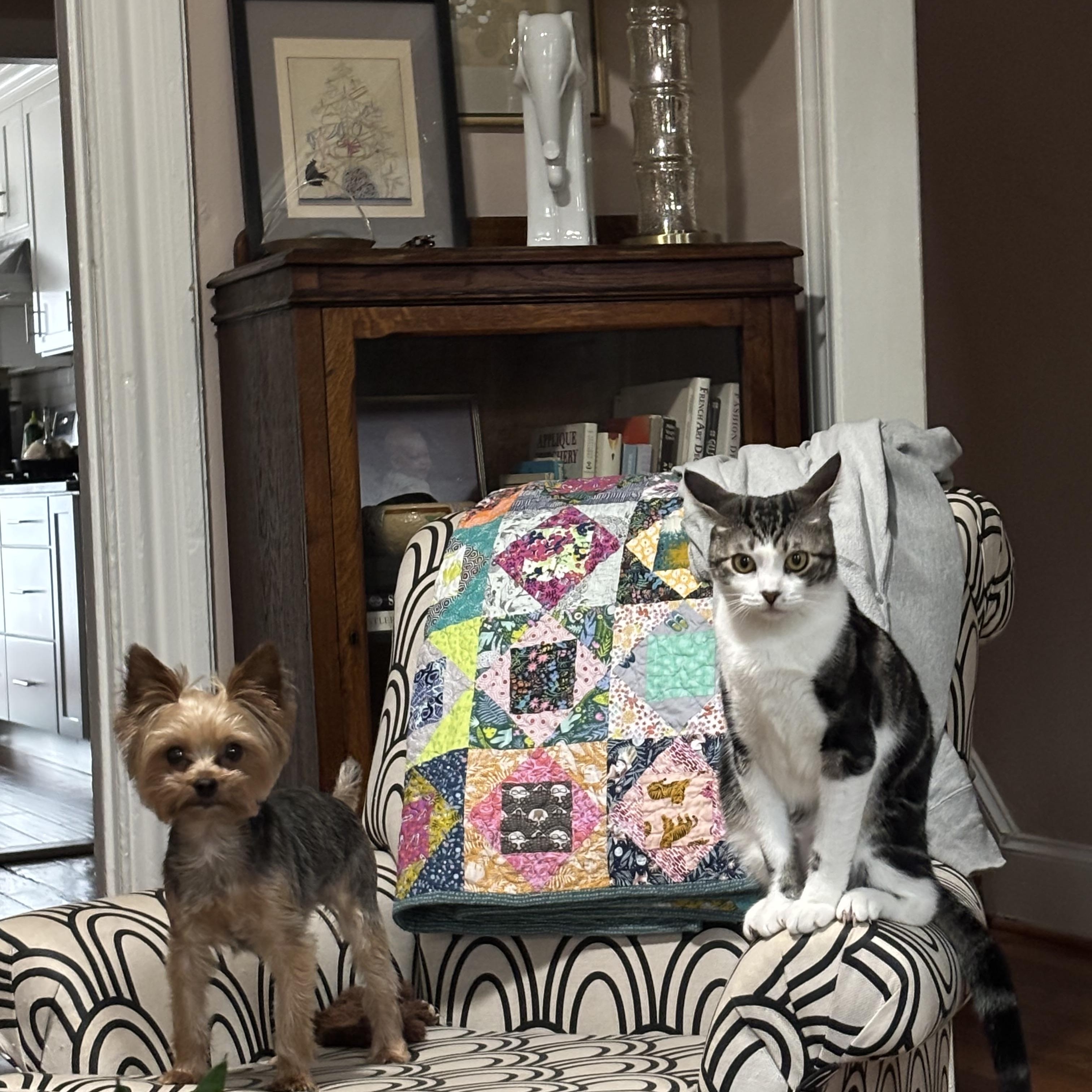 Sulli, a Adoptable mixed breed in Philadelphia, PA image 5/6