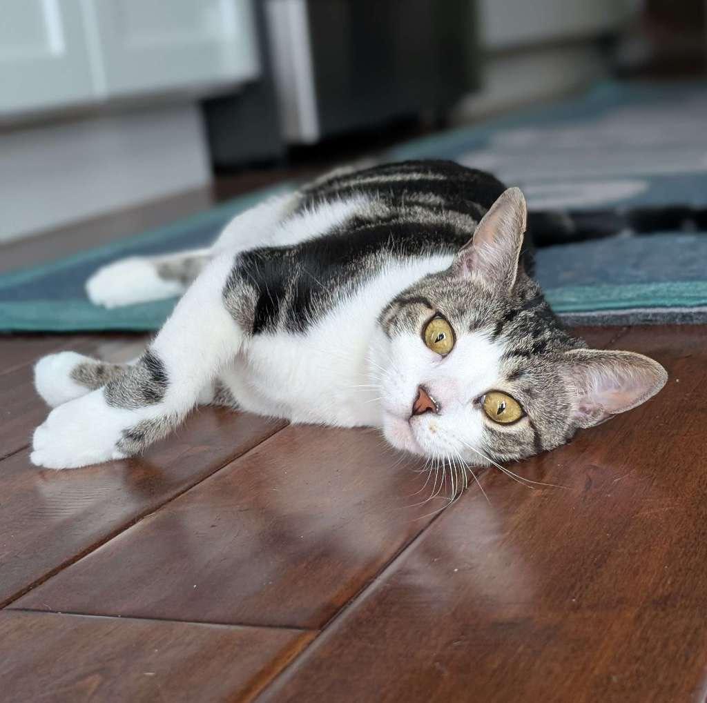 Sulli, a Adoptable mixed breed in Philadelphia, PA image 6/6