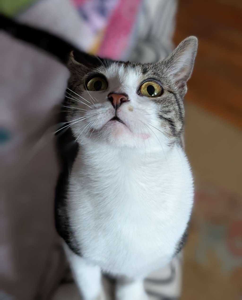 Sulli, a Adoptable mixed breed in Philadelphia, PA image 4/6