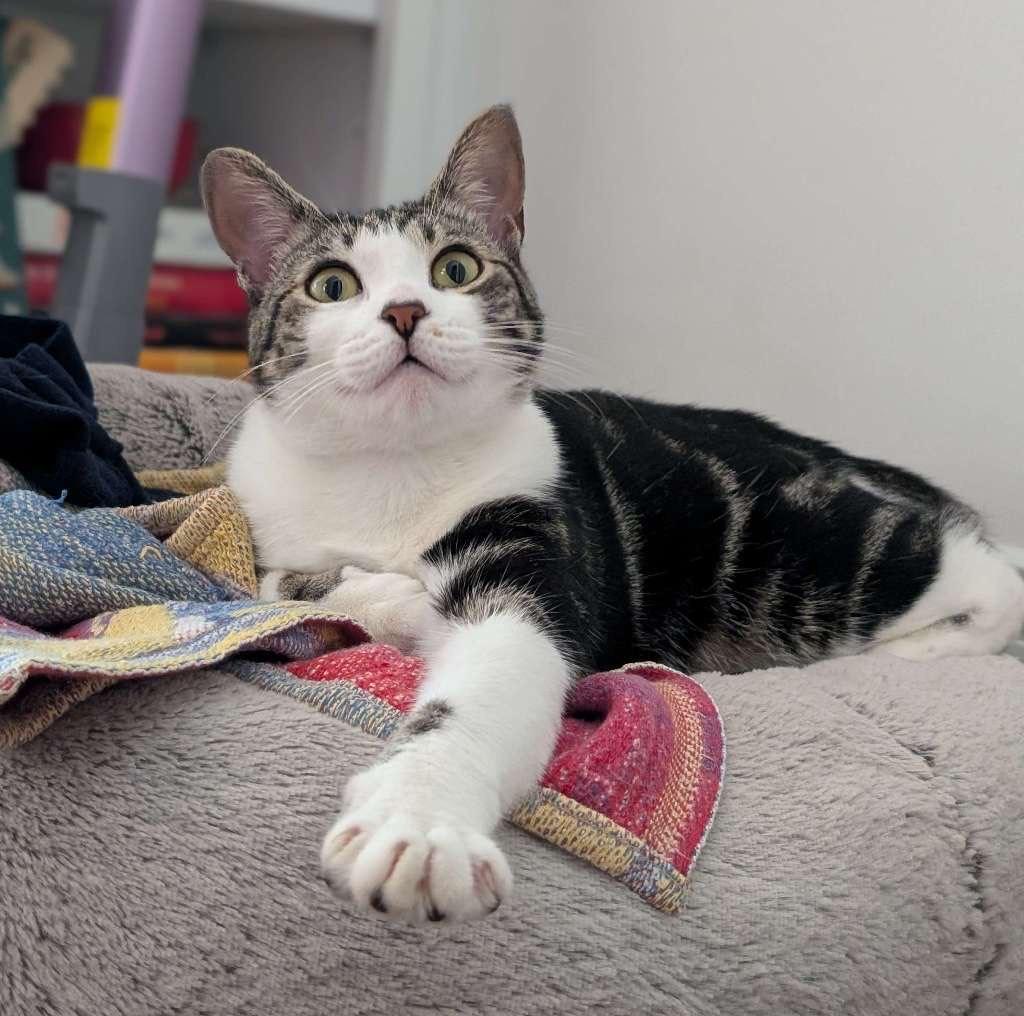 Sulli, Adoptable, Young Female Domestic Short Hair & Tabby.