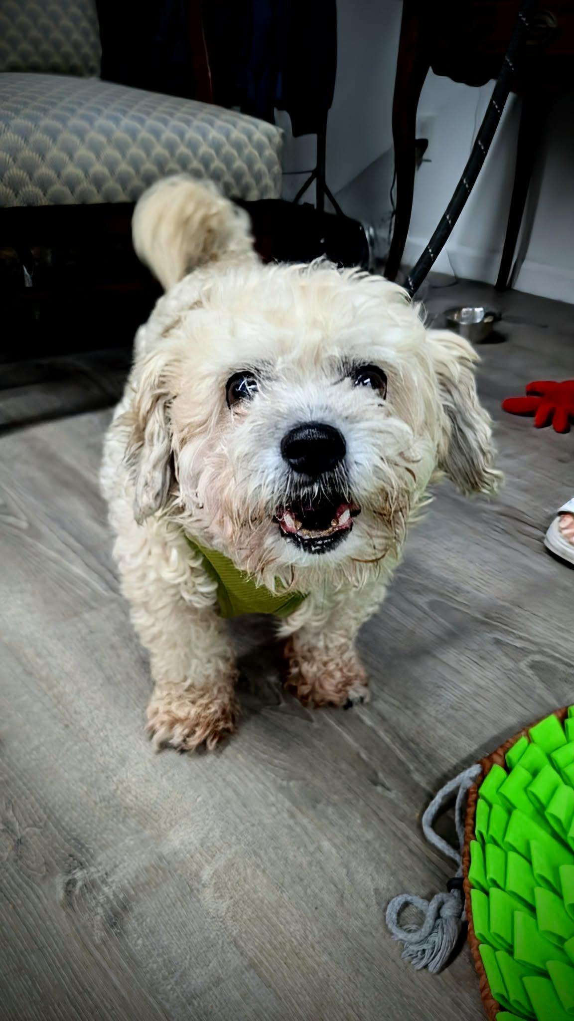 Enlarge Dude, a ADOPTABLE mixed breed in Cleveland, OH image 4/4