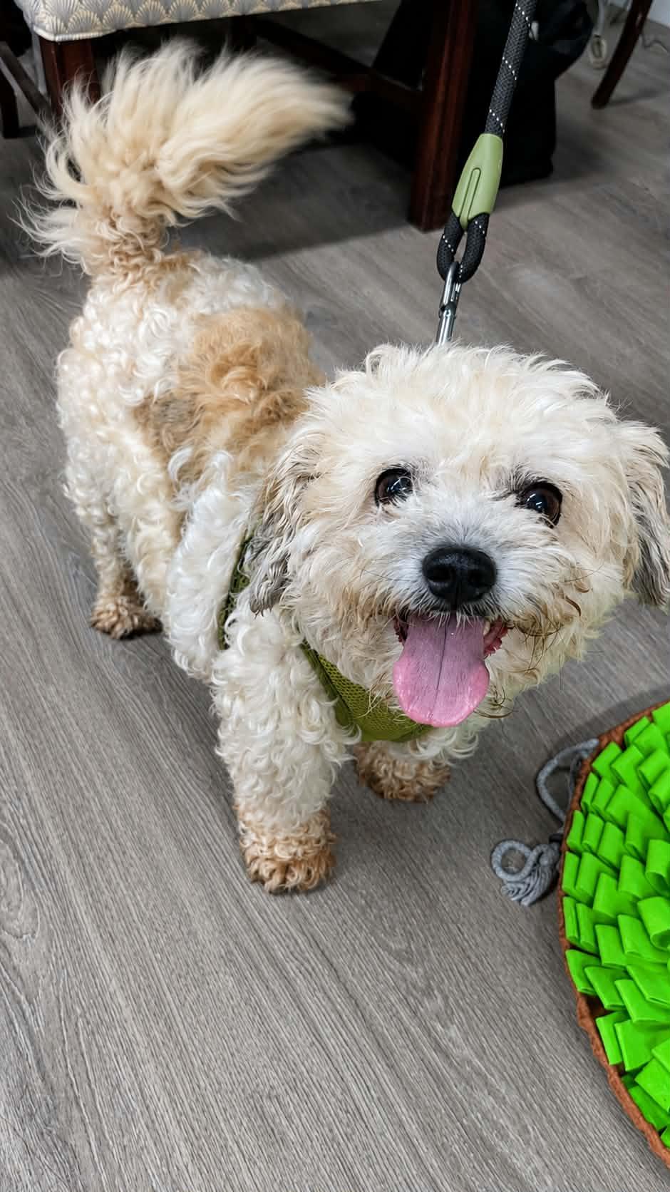 Enlarge Dude, a ADOPTABLE mixed breed in Cleveland, OH image 1/4