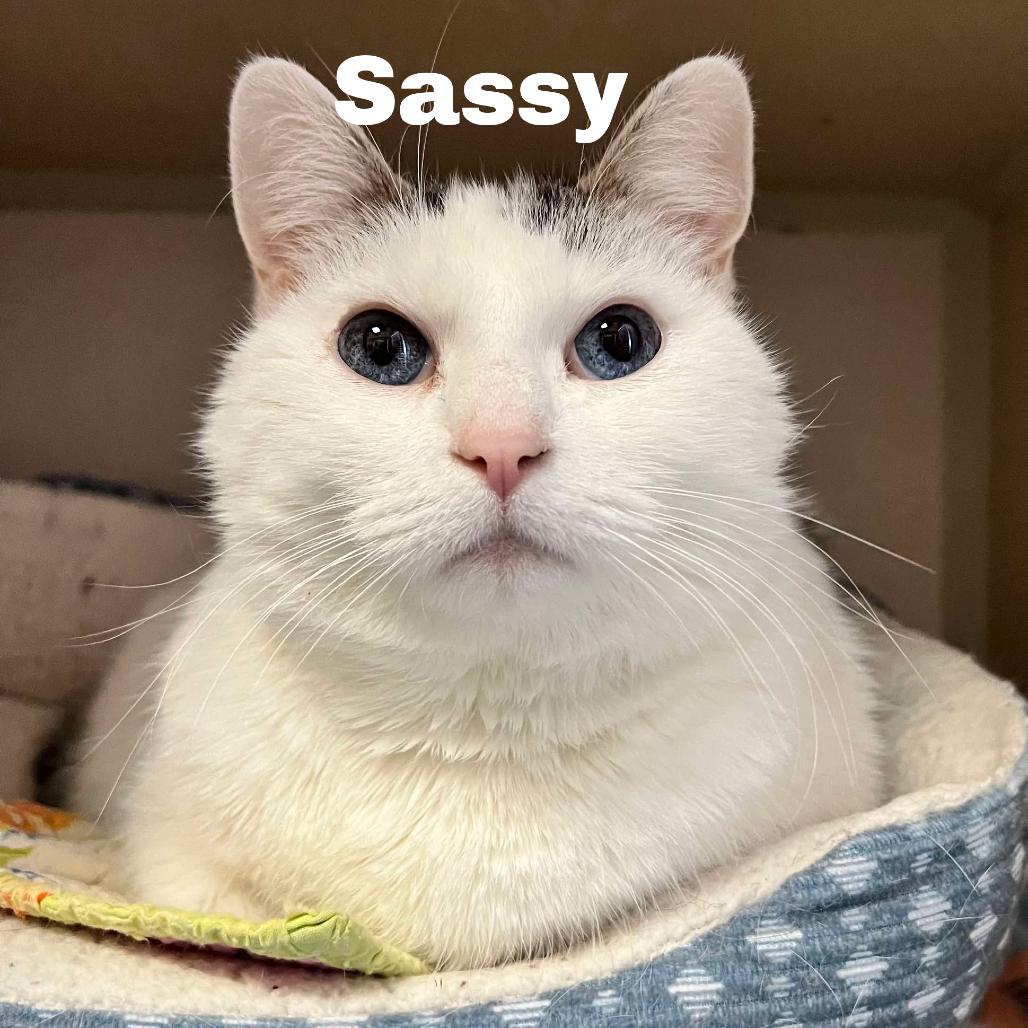 Sassy 260025, Adoptable, Senior Female Domestic Short Hair.