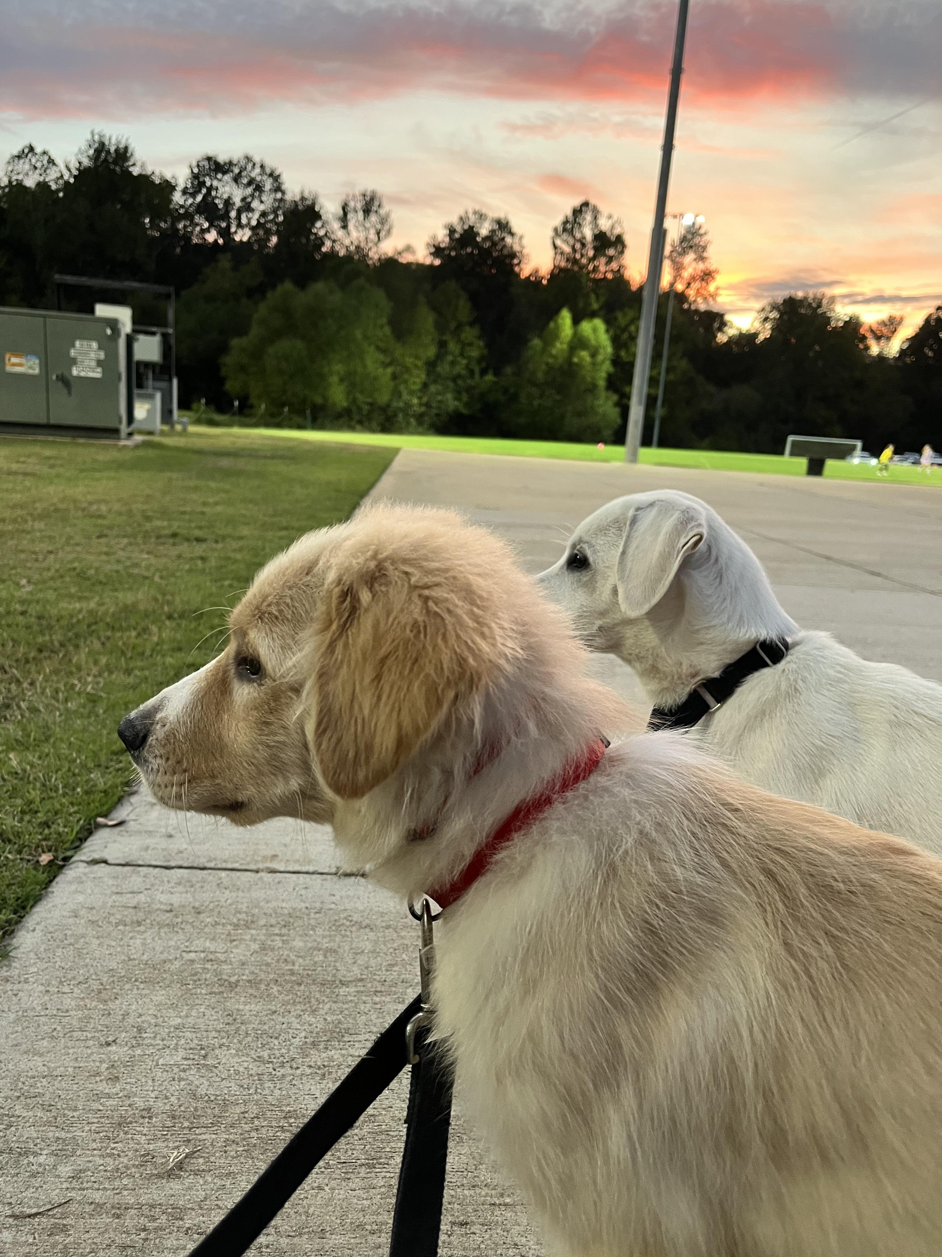 Enlarge Dallas, a Adopted mixed breed in Arlington, TN image 1/3