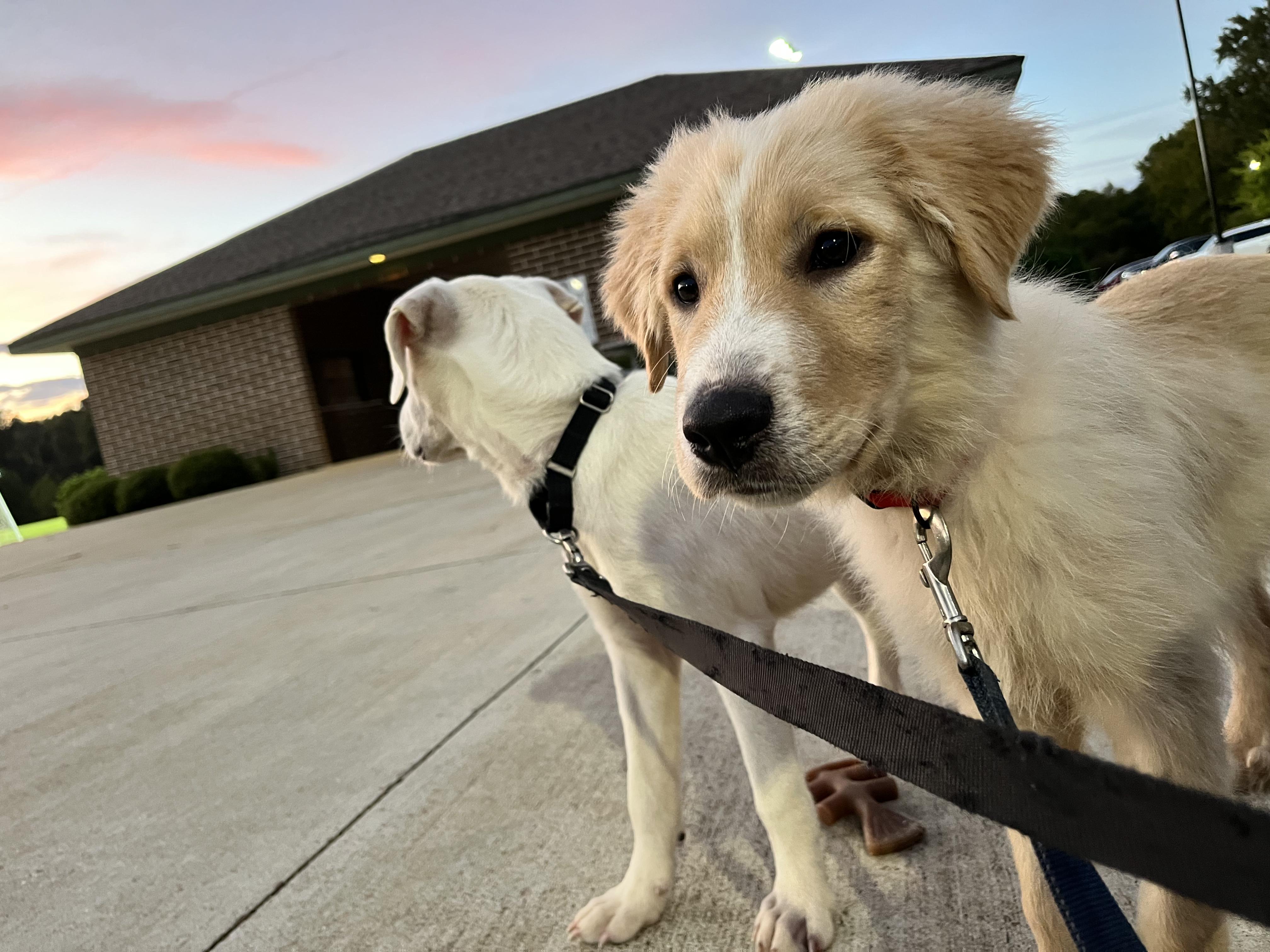 Enlarge Dallas, a Adopted mixed breed in Arlington, TN image 2/3