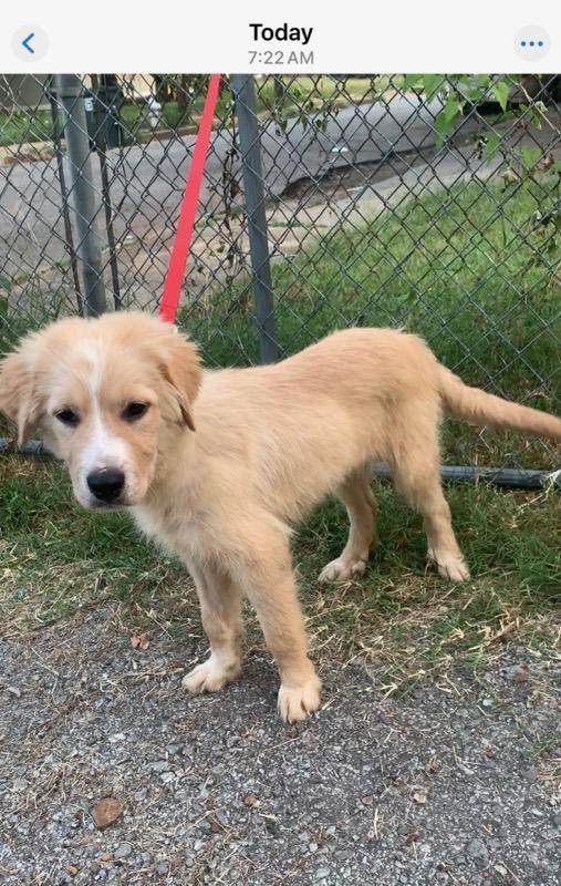 Enlarge Dallas, a Adopted mixed breed in Arlington, TN image 3/3