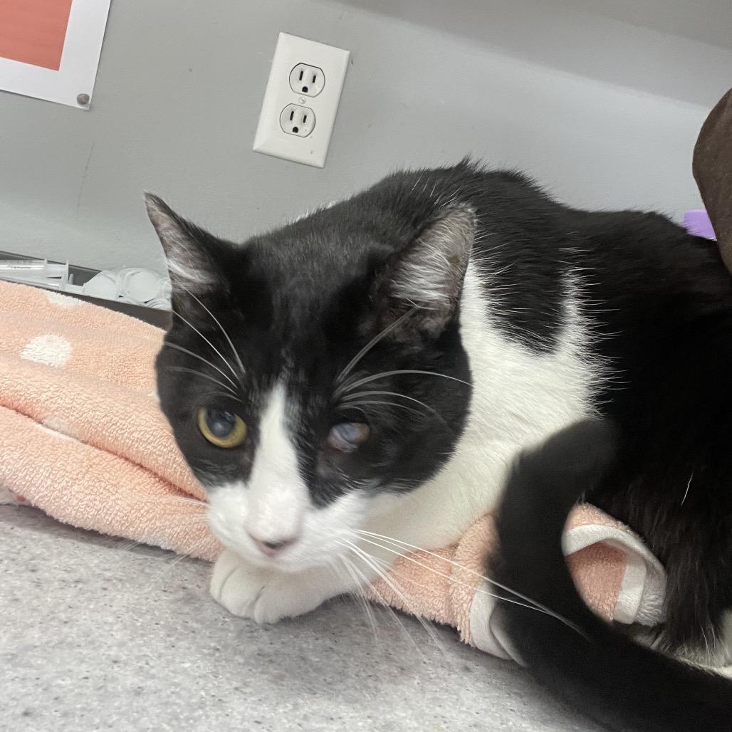 Josie, Adoptable, Senior Female Domestic Short Hair.