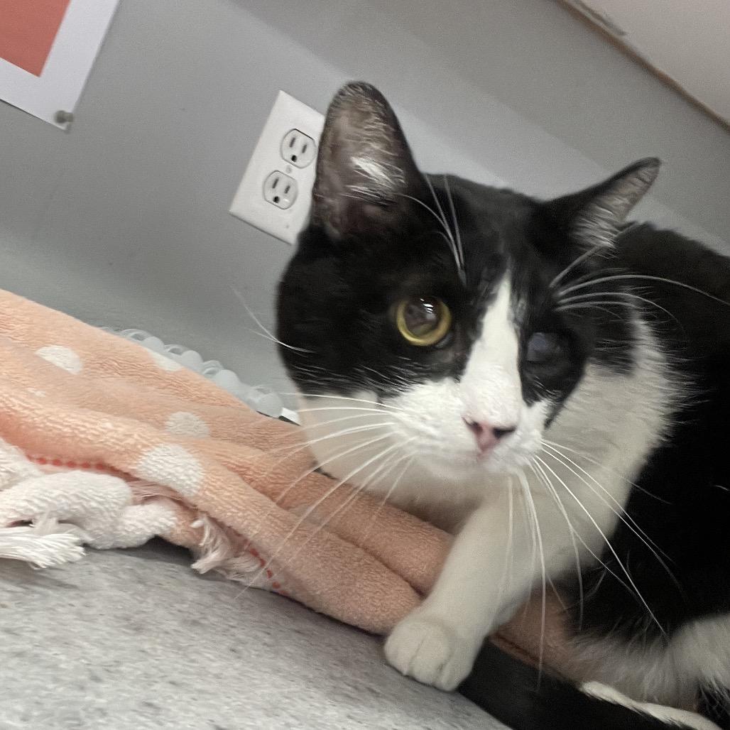 Enlarge Josie, a Adoptable Domestic Short Hair in Spokane, WA image 2/2