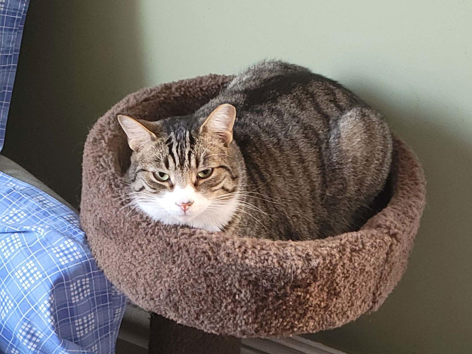 Theodore, a Adoptable mixed breed in Markham, ON image 1/6