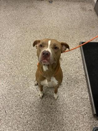 Bowser, Adoptable, Adult Male Terrier & Mixed Breed.