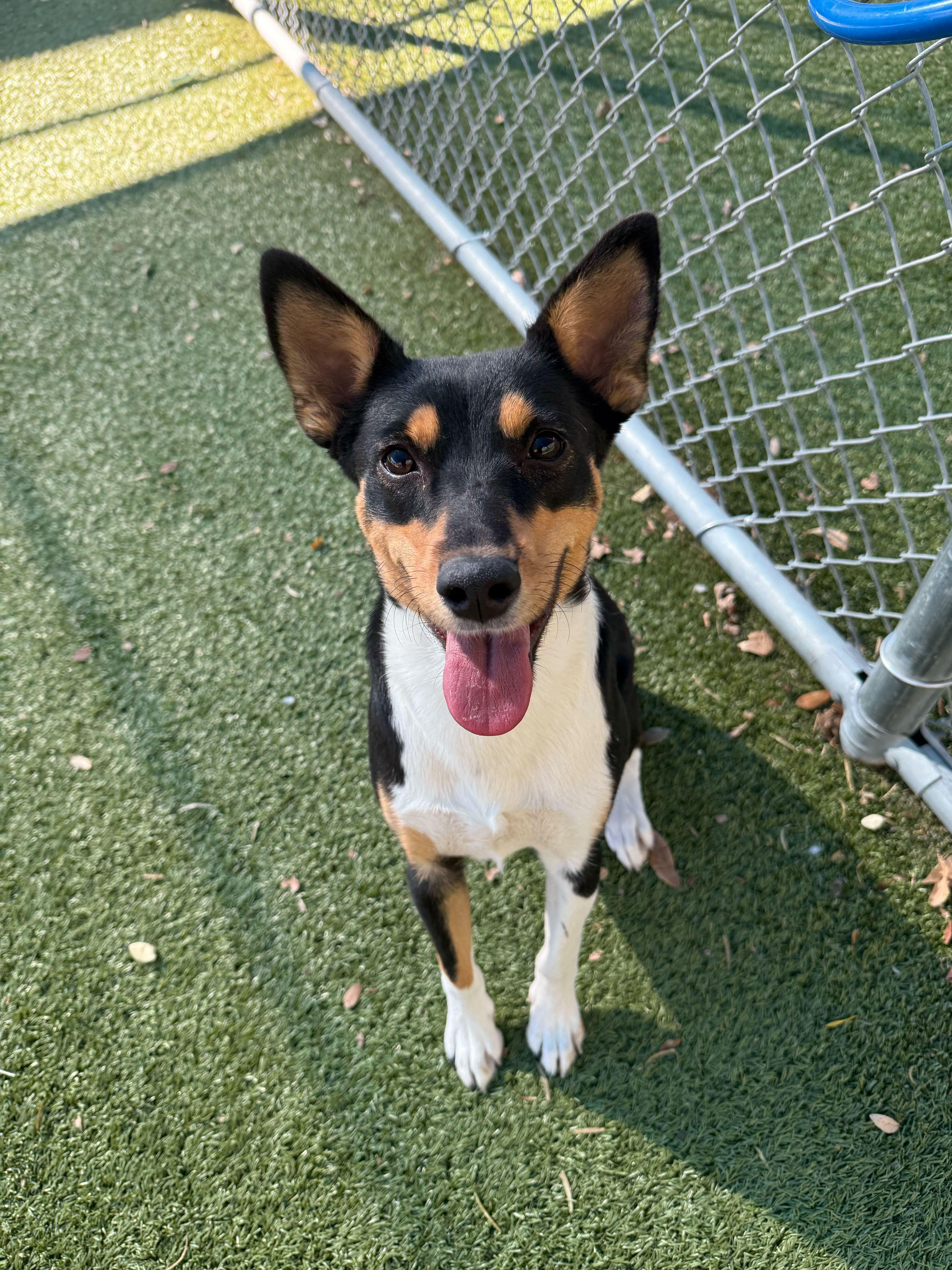 Enlarge Scooter, a Adoptable Basenji in Portland, ME image 4/6