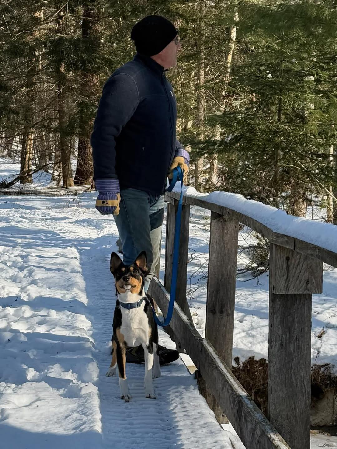 Enlarge Scooter, a Adoptable Basenji in Portland, ME image 5/6