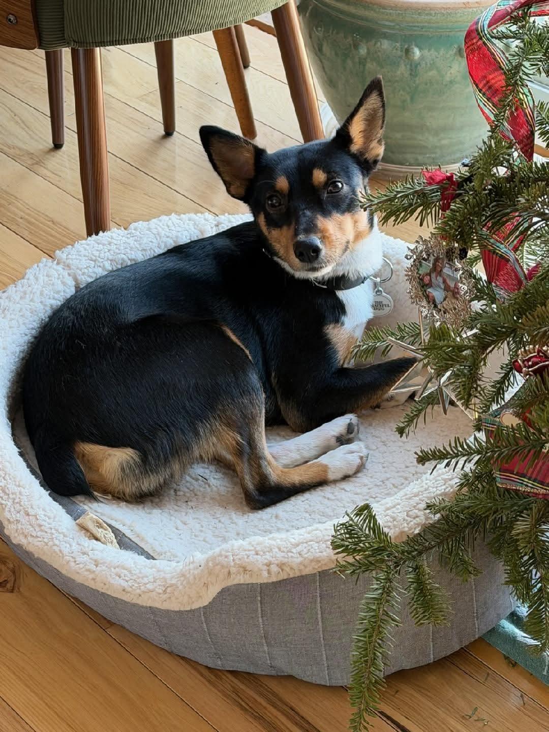 Enlarge Scooter, a Adoptable Basenji in Portland, ME image 6/6